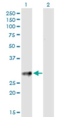 Western Blot: CD83 Antibody [H00009308-B01P] - Analysis of CD83 expression in transfected 293T cell line by CD83 polyclonal antibody.  Lane1:CD83 transfected lysate(22.55 KDa). Lane2:Non-transfected lysate.