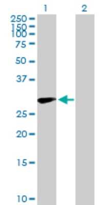 Western Blot: CD83 Antibody [H00009308-D01P] - Analysis of CD83 expression in transfected 293T cell line by CD83 polyclonal antibody.Lane 1: CD83 transfected lysate(23.00 KDa).Lane 2: Non-transfected lysate.
