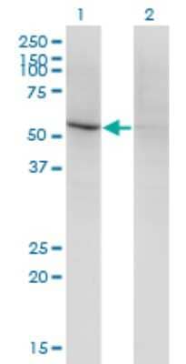 Western Blot: CD84/SLAMF5 Antibody (3G10) [H00008832-M01] - Analysis of CD84 expression in transfected 293T cell line by CD84 monoclonal antibody (M01), clone 3G10.Lane 1: CD84 transfected lysate(36.9 KDa).Lane 2: Non-transfected lysate.