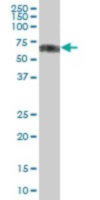 Western Blot: CD84/SLAMF5 Antibody [H00008832-B01P] - Analysis of CD84 expression in human spleen.