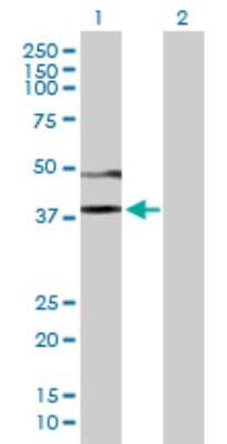Western Blot: CD84/SLAMF5 Antibody [H00008832-B01P] - Analysis of CD84 expression in transfected 293T cell line by CD84 polyclonal antibody.  Lane 1: CD84 transfected lysate(36.08 KDa). Lane 2: Non-transfected lysate.