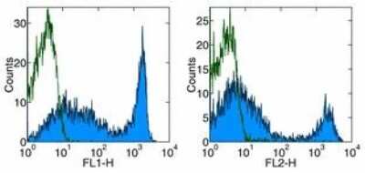 Flow Cytometry: CD90.2 Antibody (53-2.1) [FITC] [NBP1-43987] - Staining of mouse splenocytes with Anti-Mouse CD90.2 (Thy-1.2) FITC (left ) or PE (right). Appropriate isotype controls were used (open histogram). Total viable cells were used for analysis.