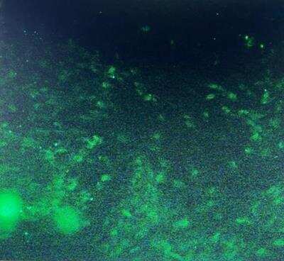 Immunocytochemistry/Immunofluorescence: CD90/Thy1 Antibody (AF-9) [Alexa Fluor® 488] [NBP2-47755AF488] - CD90/Thy1 antibody (AF-9) [Alexa Fluor (R) 488] (NBP2-47755AF488) stained on bovine cells. Image from verified customer review.