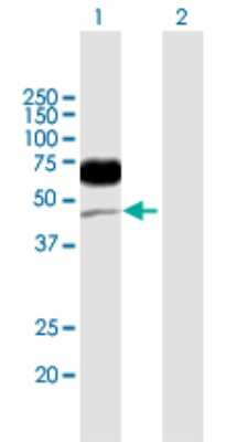 Western Blot: CD96 Antibody [H00010225-B01P] - Analysis of CD96 expression in transfected 293T cell line by CD96 polyclonal antibody.  Lane 1: CD96 transfected lysate(44.22 KDa). Lane 2: Non-transfected lysate.