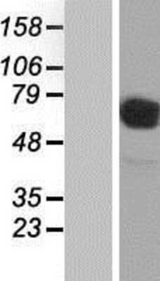 Western Blot: CD98 Overexpression Lysate (Adult Normal) [NBP2-10827] Left-Empty vector transfected control cell lysate (HEK293 cell lysate); Right -Over-expression Lysate for CD98.