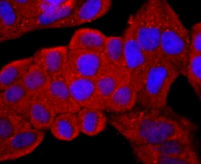 Immunocytochemistry/Immunofluorescence: CD99 Antibody (JF0991) [NBP2-67019] - Staining CD99 in Hela cells (red). The nuclear counter stain is DAPI (blue). Cells were fixed in paraformaldehyde, permeabilised with 0.25% Triton X100/PBS.