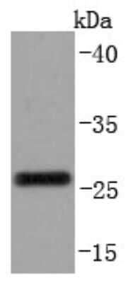 Western Blot: CD99 Antibody (JF0991) [NBP2-67019] - Analysis of CD99 on THP-1 cells lysates using anti-CD99 antibody at 1/1,000 dilution.
