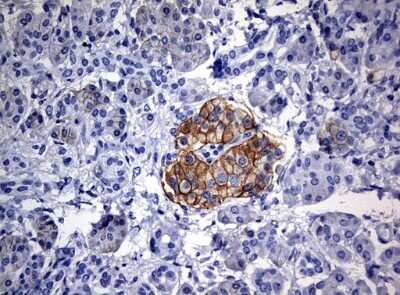 Immunohistochemistry: CD99 Antibody (OTI1D5) - Azide and BSA Free [NBP2-71197] - Analysis of Human pancreas tissue.