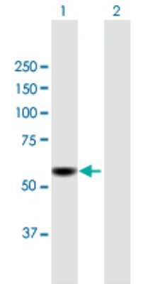 Western Blot: CDADC1 Antibody [H00081602-B01P] - Analysis of CDADC1 expression in transfected 293T cell line by CDADC1 polyclonal antibody.  Lane 1: CDADC1 transfected lysate(56.54 KDa). Lane 2: Non-transfected lysate.