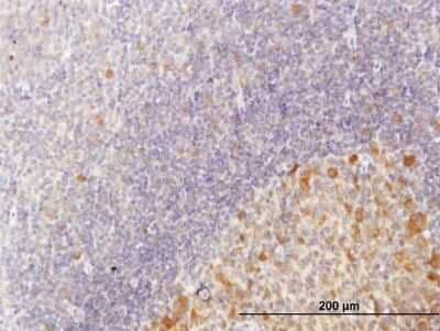 Immunohistochemistry-Paraffin: CDC123 Antibody [H00008872-B01P] - Analysis of purified antibody to C10orf7 on formalin-fixed paraffin-embedded human tonsil. (antibody concentration 3 ug/ml)