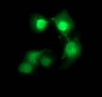 Immunocytochemistry/Immunofluorescence: CDC123 Antibody (OTI1F8) - Azide and BSA Free [NBP2-71391] - Analysis of COS7 cells transiently transfected by pCMV6-ENTRY CDC123.