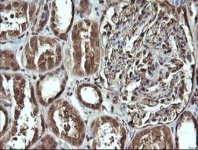 Immunohistochemistry: CDC123 Antibody (OTI1F8) - Azide and BSA Free [NBP2-71391] - Analysis of Human Kidney tissue. (Heat-induced epitope retrieval by 10mM citric buffer, pH6.0, 120C for 3min)