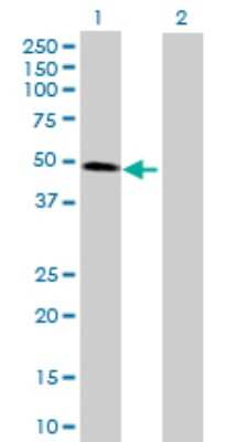 Western Blot: CDC123 Antibody [H00008872-B01P] - Analysis of CDC123 expression in transfected 293T cell line by CDC123 polyclonal antibody.  Lane 1: C10orf7 transfected lysate(36.96 KDa). Lane 2: Non-transfected lysate.