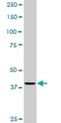 Western Blot: CDC123 Antibody [H00008872-D01P] - Analysis of CDC123 expression in MCF-7.