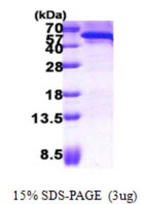 SDS-Page: CDC123 Protein [NBP2-22764]