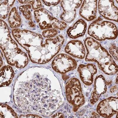 Immunohistochemistry-Paraffin: CDC16 Antibody [NBP1-89094] - Staining of human kidney shows strong cytoplasmic positivity in cells in tubules.