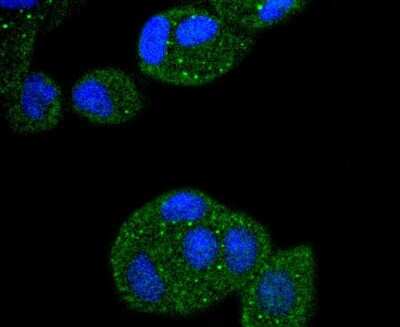 Immunocytochemistry/Immunofluorescence: CDC16 Antibody (SD085-8) [NBP2-67820] - Staining APC6 in MCF-7 cells (green). The nuclear counter stain is DAPI (blue). Cells were fixed in paraformaldehyde, permeabilised with 0.25% Triton X100/PBS.