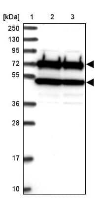 Western Blot: CDC16 Antibody [NBP1-89094] - Lane 1: Marker  [kDa] 250, 130, 95, 72, 55, 36, 28, 17, 10.  Lane 2: Human cell line RT-4.  Lane 3: Human cell line U-251MG sp