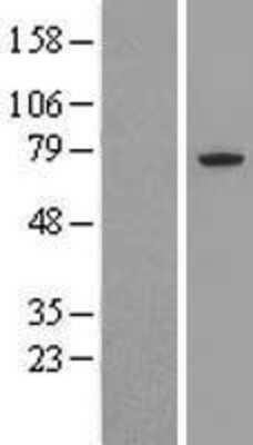 Western Blot: CDC16 Overexpression Lysate (Adult Normal) [NBL1-08990] Left-Empty vector transfected control cell lysate (HEK293 cell lysate); Right -Over-expression Lysate for CDC16.