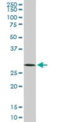 Western Blot: CDC2/CDK1 Antibody (1G10) [H00000983-M03] - Analysis of CDC2 expression in PC-12 (Cat # L012V1).
