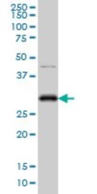 Western Blot: CDC2/CDK1 Antibody (1G10) [H00000983-M03] - Analysis of CDC2 expression in Hela S3 NE (Cat # L013V3).