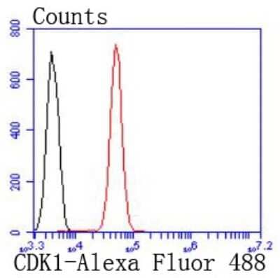 Flow Cytometry: CDC2/CDK1 Antibody (SM01-44) [NBP2-66764] - Analysis of Jurkat cells with CDK1 antibody at 1/50 dilution (red) compared with an unlabelled control (cells without incubation with primary antibody; black). Alexa Fluor 488-conjugated goat anti rabbit IgG was used as the secondary antibody.