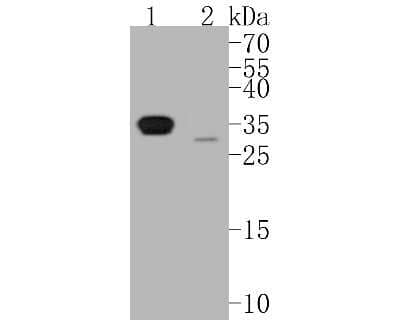 Western Blot: CDC2/CDK1 Antibody (SM01-44) [NBP2-67438] - Western blot analysis of CDC2/CDK1 on different lysates. Proteins were transferred to a PVDF membrane and blocked with 5% BSA in PBS for 1 hour at room temperature. The primary antibody (1/500) was used in 5% BSA at room temperature for 2 hours. Goat Anti