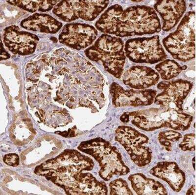Immunohistochemistry CDC20B Antibody - BSA Free