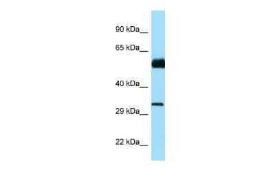 Western Blot CDC20B Antibody - BSA Free