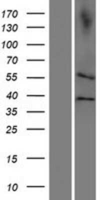 Western Blot: CDC20B Overexpression Lysate (Adult Normal) [NBP2-05333] Left-Empty vector transfected control cell lysate (HEK293 cell lysate); Right -Over-expression Lysate for CDC20B.