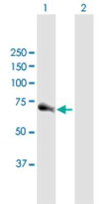 Western Blot: CDC25A Antibody [H00000993-B01P] - Analysis of CDC25A expression in transfected 293T cell line by CDC25A polyclonal antibody.  Lane 1: CDC25A transfected lysate(57.64 KDa). Lane 2: Non-transfected lysate.
