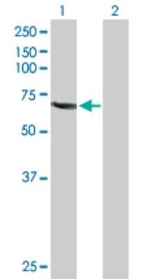 Western Blot: CDC25A Antibody [H00000993-D01P] - Analysis of CDC25A expression in transfected 293T cell line by CDC25A polyclonal antibody.Lane 1: CDC25A transfected lysate(59.10 KDa).Lane 2: Non-transfected lysate.
