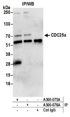 <b>Independent Antibodies Validation. </b>Western Blot: CDC25A Antibody [NB100-213] - Samples: Nuclear Extract (0.5 or 1.0 mg per IP reaction; 20% of IP loaded) from 293T cells. Antibodies: Affinity purified rabbit anti-CDC25a antibody (lot was used at 1 ug/ml. Detection: Chemiluminescence with an exposure time of 3 minutes.