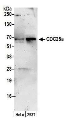 <b>Biological Strategies Validation. </b>Western Blot: CDC25A Antibody [NB100-213] - Detection of Human CDC25a by Western Blot. Samples: Nuclear extract (50 ug) from HeLa and 293T cells. Antibody: Affinity purified rabbit anti-CDC25a antibody NB100-213 used for WB at 1 ug/ml. Detection: Chemiluminescence with an exposure time of 3 minutes.