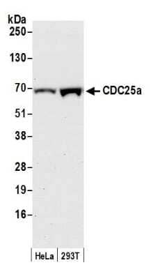 Western Blot: CDC25A Antibody [NB100-213] - Detection of human CDC25a by western blot. Samples: Nuclear extract (50 µg) from HeLa and HEK293T cells. Antibody: Affinity purified rabbit anti-CDC25a antibody NB100-213 used for WB at 1 µg/ml. Detection: Chemiluminescence with an exposure time of 3 minutes.