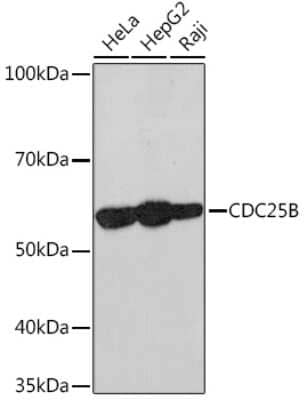 Western Blot: CDC25B Antibody (4D5S10) [NBP3-16877] - Western blot analysis of extracts of various cell lines, using CDC25B Rabbit mAb (NBP3-16877) at 1:1000 dilution. Secondary antibody: HRP Goat Anti-Rabbit IgG (H+L) at 1:10000 dilution. Lysates/proteins: 25ug per lane. Blocking buffer: 3% nonfat dry milk in TBST. Detection: ECL Basic Kit. Exposure time: 10s.