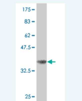 Western Blot: CDC25B Antibody (7E8.) [H00000994-M01] - Detection against Immunogen (36.74 KDa) .