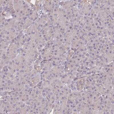 Immunohistochemistry-Paraffin: CDC25B Antibody [NBP2-32626] - Staining of human pancreas shows low expression as expected.