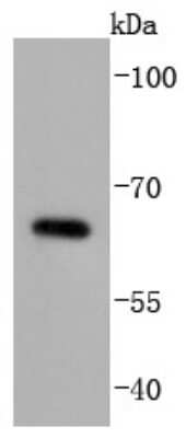 Western Blot: CDC25B Antibody (JJ091-2) [NBP2-67893] - Analysis of Cdc25B on THP-1 cells lysates using anti-Cdc25B antibody at 1/1,000 dilution.
