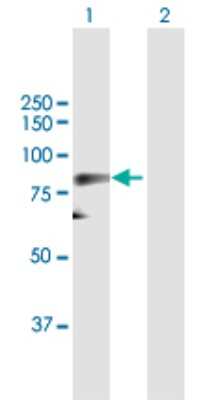 Western Blot: CDC25B Antibody [H00000994-B01P] - Analysis of CDC25B expression in transfected 293T cell line by CDC25B polyclonal antibody.  Lane 1: CDC25B transfected lysate(63.8 KDa). Lane 2: Non-transfected lysate.