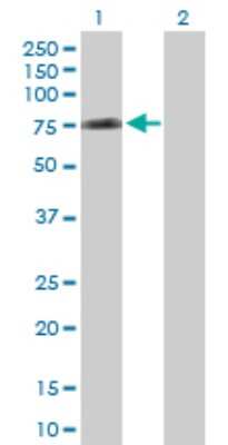 Western Blot: CDC25B Antibody [H00000994-D01P] - Analysis of CDC25B expression in transfected 293T cell line by CDC25B polyclonal antibody.Lane 1: CDC25B transfected lysate(65.00 KDa).Lane 2: Non-transfected lysate.