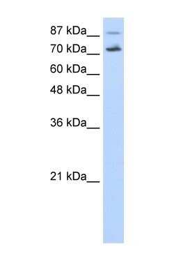 Western Blot: CDC25B Antibody [NBP1-58076] - HepG2 cell lysate, Antibody Titration: 0.2-1 ug/ml