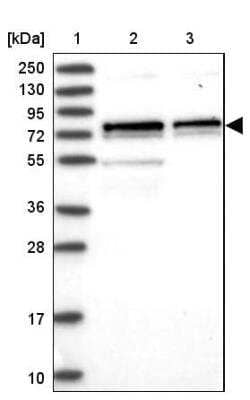 Western Blot: CDC25B Antibody [NBP2-32626] - Lane 1: Marker  [kDa] 250, 130, 95, 72, 55, 36, 28, 17, 10.  Lane 2: Human cell line RT-4.  Lane 3: Human cell line U-251MG sp