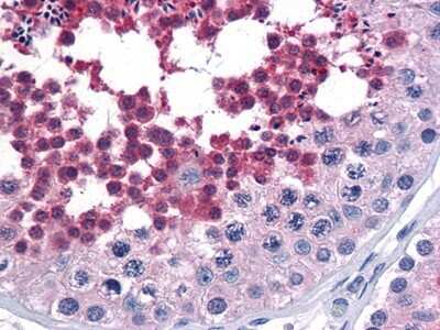 Immunohistochemistry-Paraffin: CDC25C Antibody (1F12) [NBP1-47475] - Human Testis tissues using anti-CDC25C mouse mAb