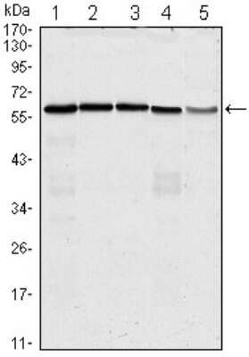Western Blot: CDC25C Antibody (1F12) [NBP1-47475] - Analysis using anti-CDC25C mAb against Hela(1), K562(2), PC-3(3), HEK293(4) and Raw264.7(5) cell lysate.