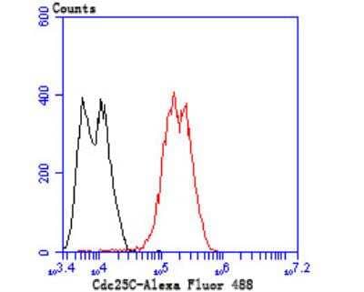 Flow Cytometry: CDC25C Antibody [NBP2-89147] - Analysis of LOVO cells with Cdc25C antibody at 1/100 dilution (red) compared with an unlabelled control (cells without incubation with primary antibody; black). Alexa Fluor 488-conjugated goat anti rabbit IgG was used as the secondary antibody.