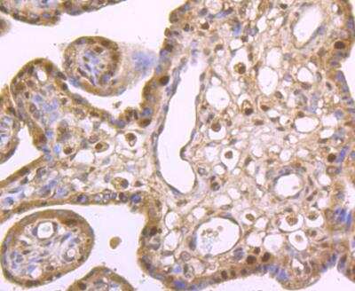 Immunohistochemistry-Paraffin: CDC25C Antibody [NBP2-89147] - Analysis of paraffin-embedded human placenta tissue using anti-Cdc25C antibody. Counter stained with hematoxylin.