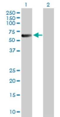 Western Blot: CDC25C Antibody [H00000995-D01P] - Analysis of CDC25C expression in transfected 293T cell line by CDC25C polyclonal antibody.Lane 1: CDC25C transfected lysate(53.30 KDa).Lane 2: Non-transfected lysate.