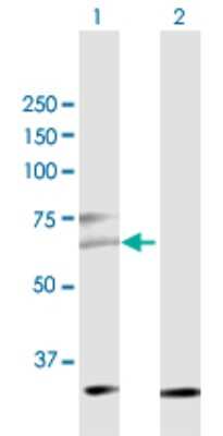 Western Blot: CDC25C Antibody [H00000995-D02P] - Analysis of CDC25C expression in transfected 293T cell line by CDC25C polyclonal antibody.Lane 1: CDC25C transfected lysate(52.03 KDa).Lane 2: Non-transfected lysate.