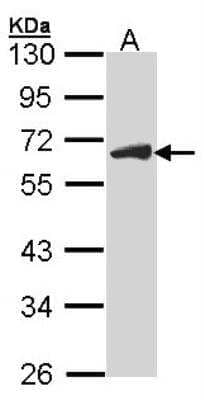 Western Blot: CDC25C Antibody [NBP1-33687] -  Sample (30 ug of whole cell lysate) A: Raji 10% SDS PAGE; antibody diluted at 1:1000.